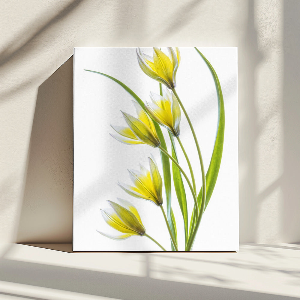 ~Tulipa | Canvas