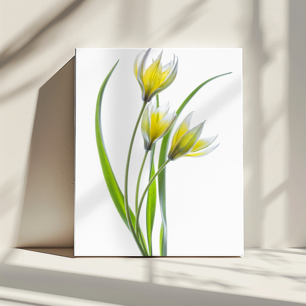 ~~Tulipa~~ | Canvas