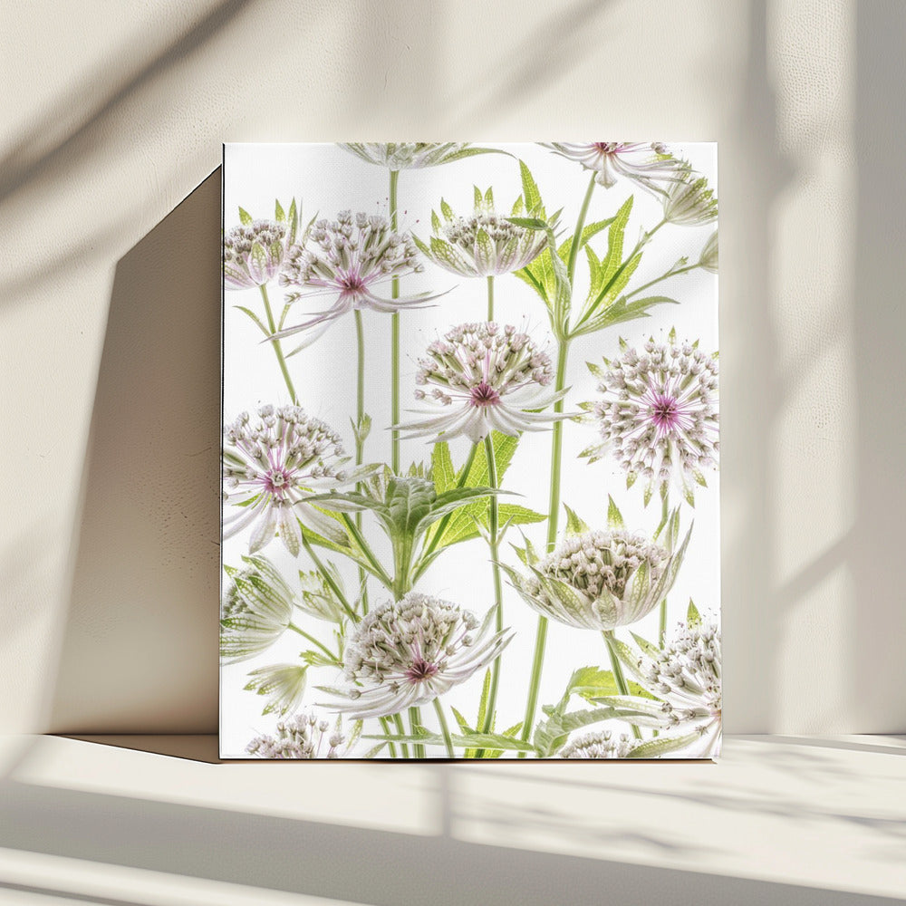 .Astrantia. | Canvas