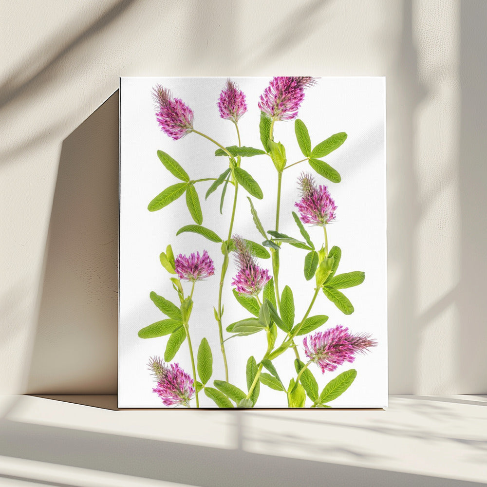 Trifolium | Canvas