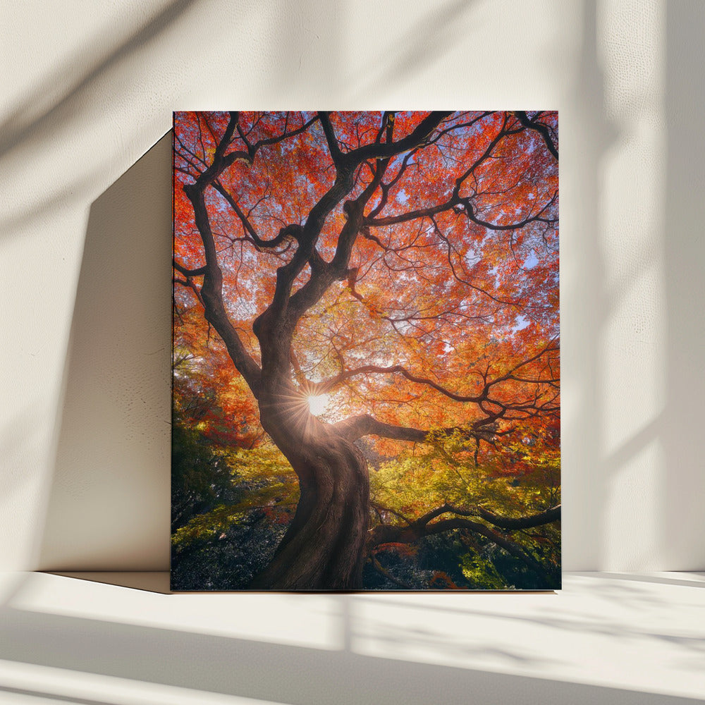 The Japanese Tree | Canvas