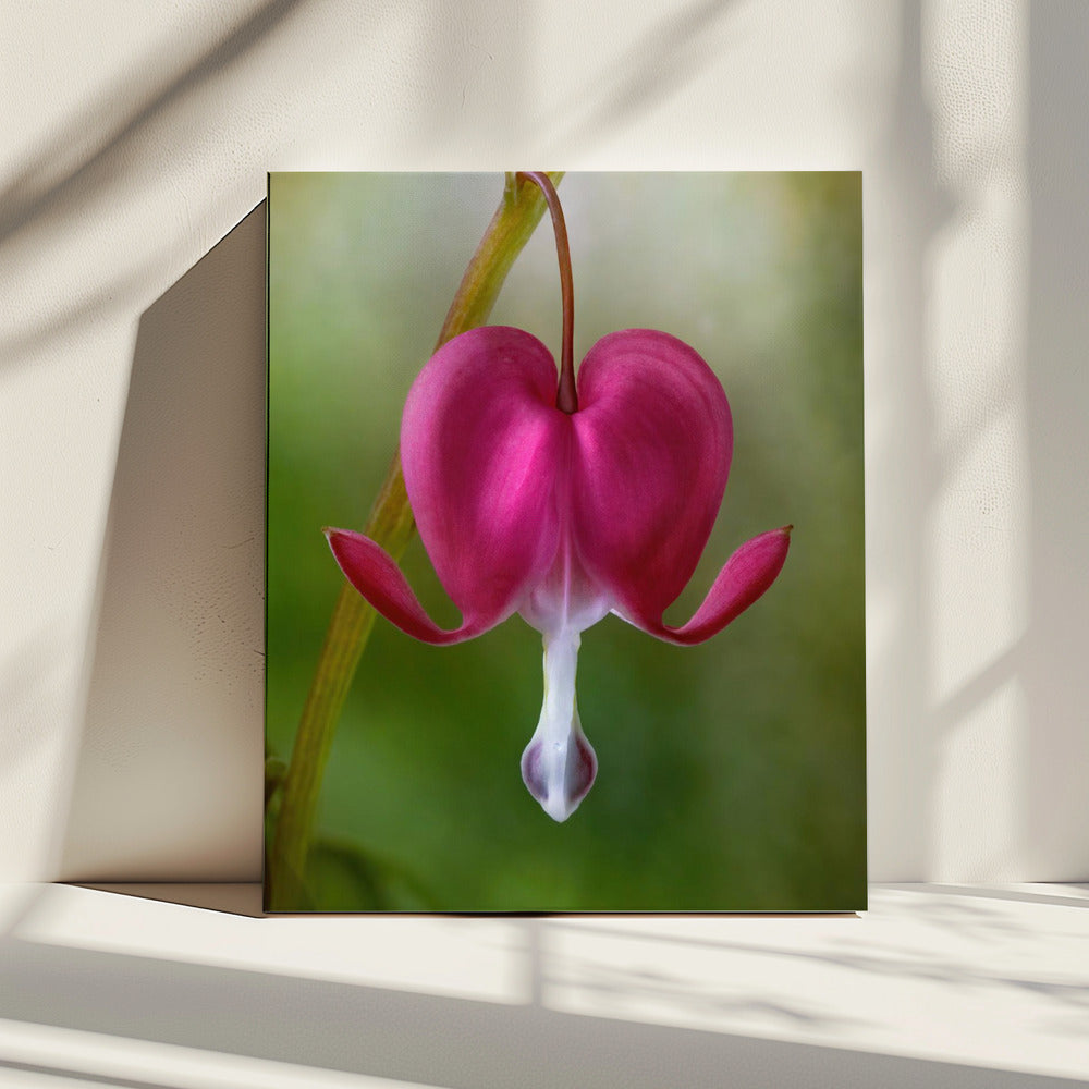 Bleeding Heart | Canvas