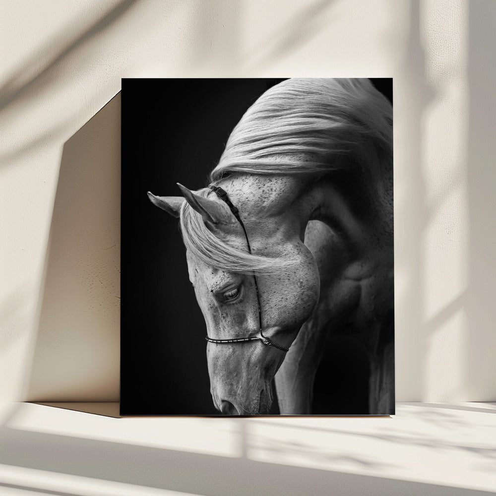 white stallion | Canvas