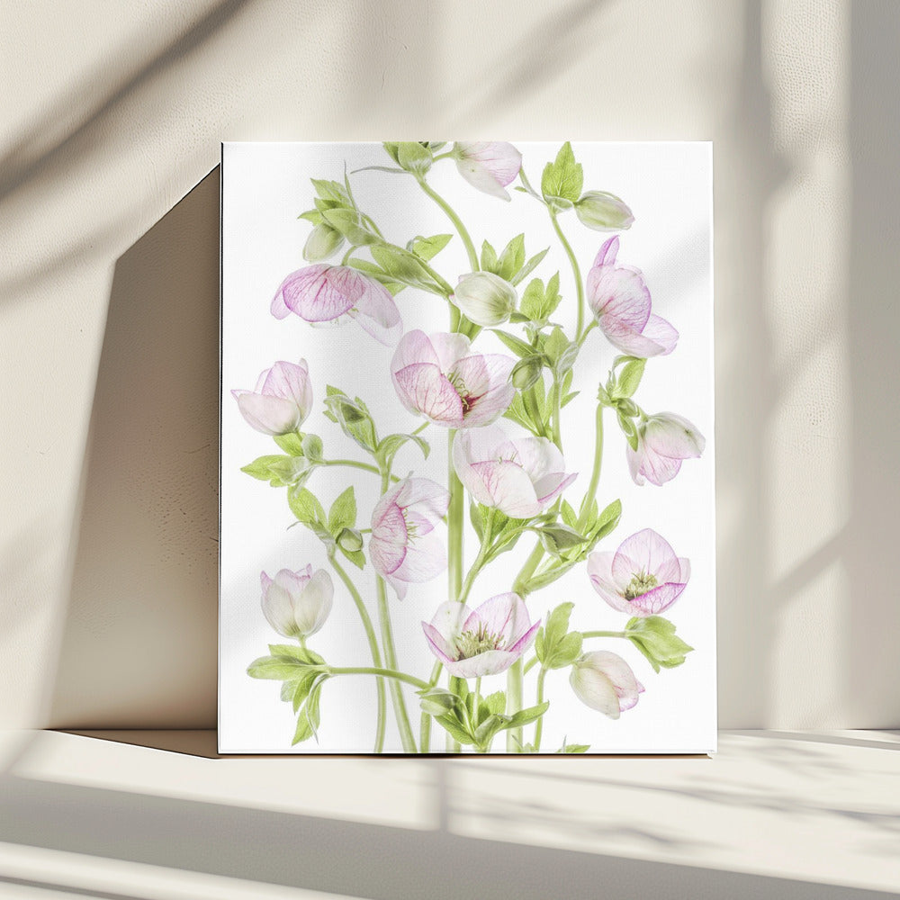 Hellebore | Canvas