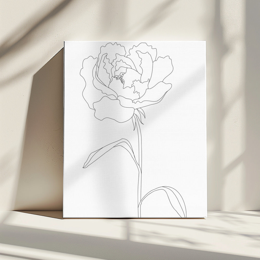 Peony Lines | Canvas