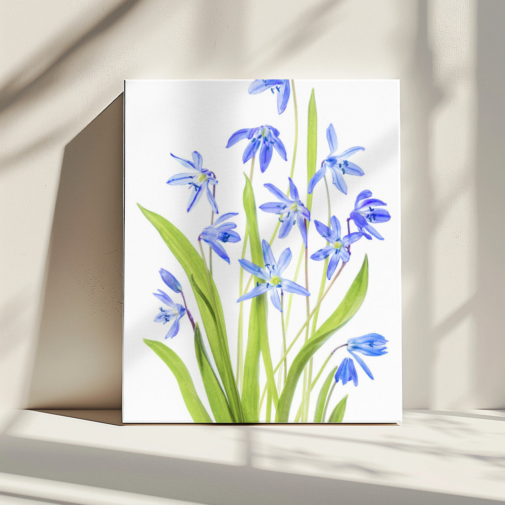 Scilla | Canvas