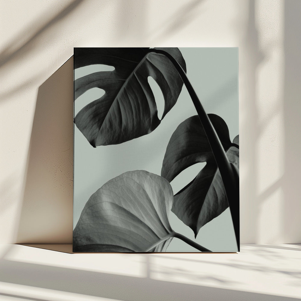 Monstera Teal 07 | Canvas
