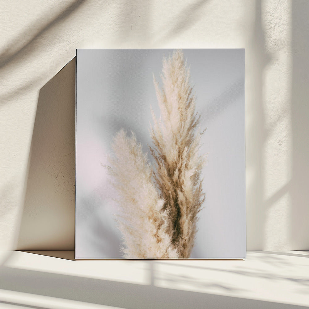Pampas Grass Grey | Canvas