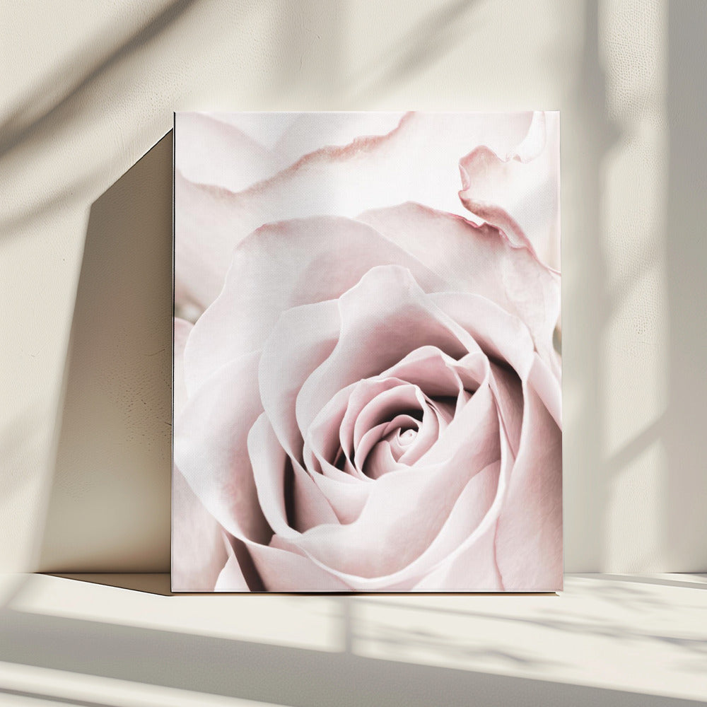 Pink Rose No 05 | Canvas