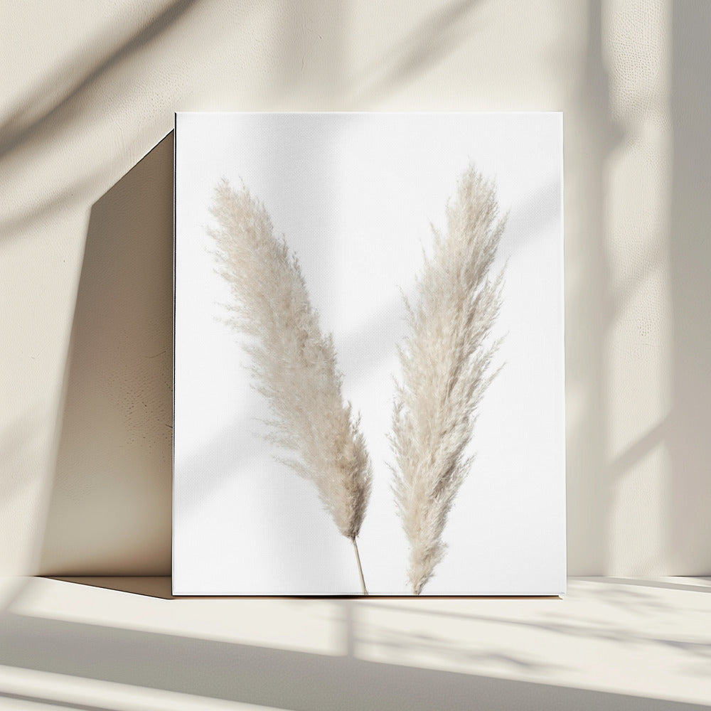 Pampas White | Canvas