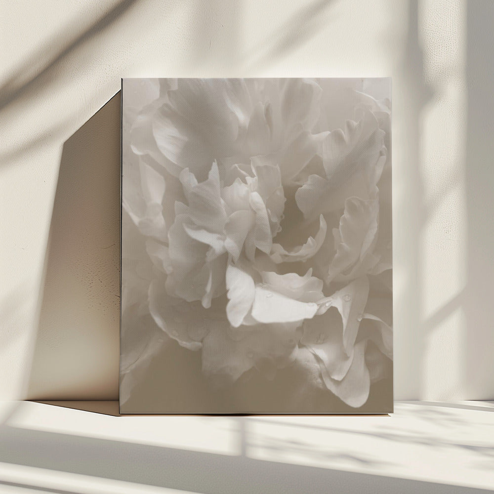 Peony_9 | Canvas