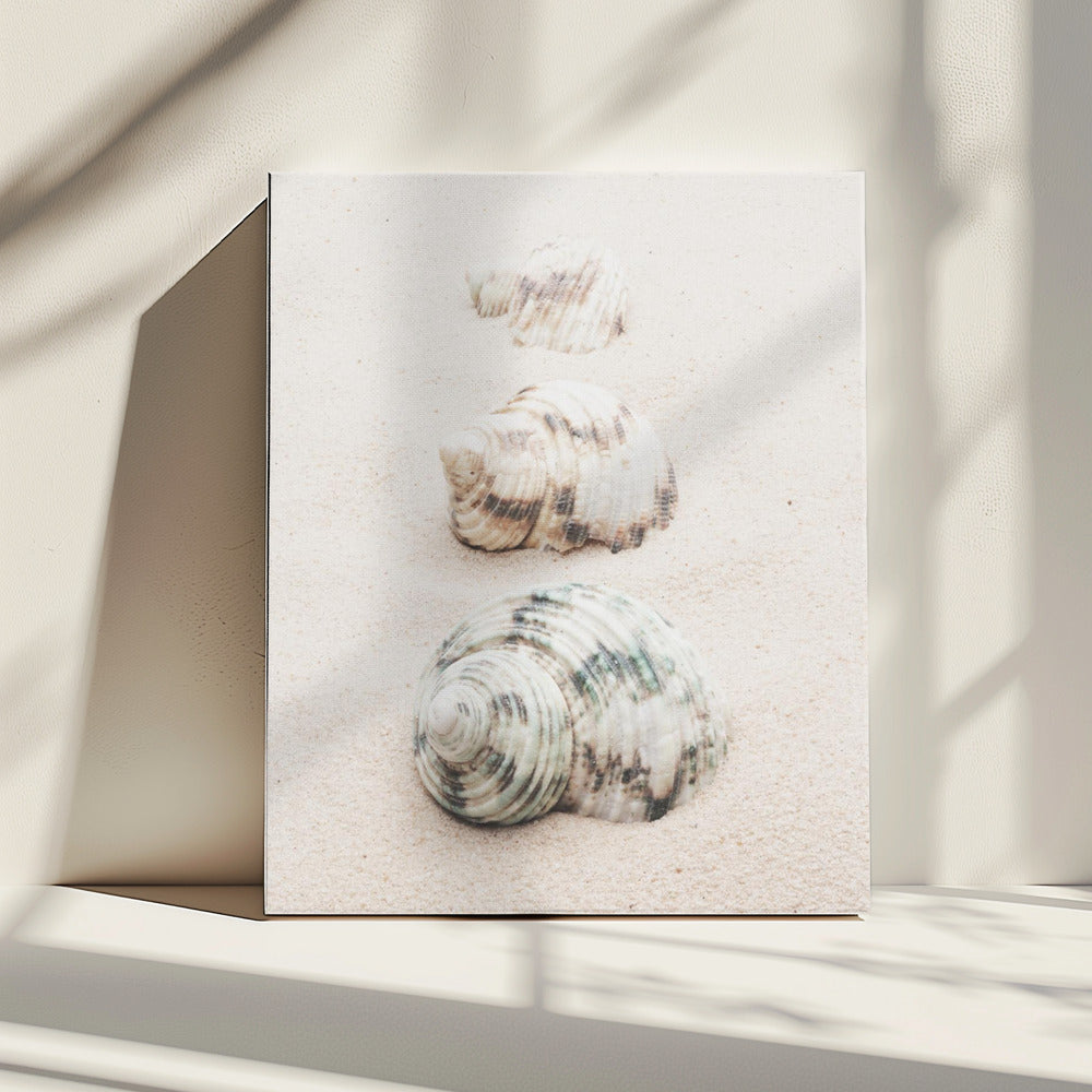Shells | Canvas
