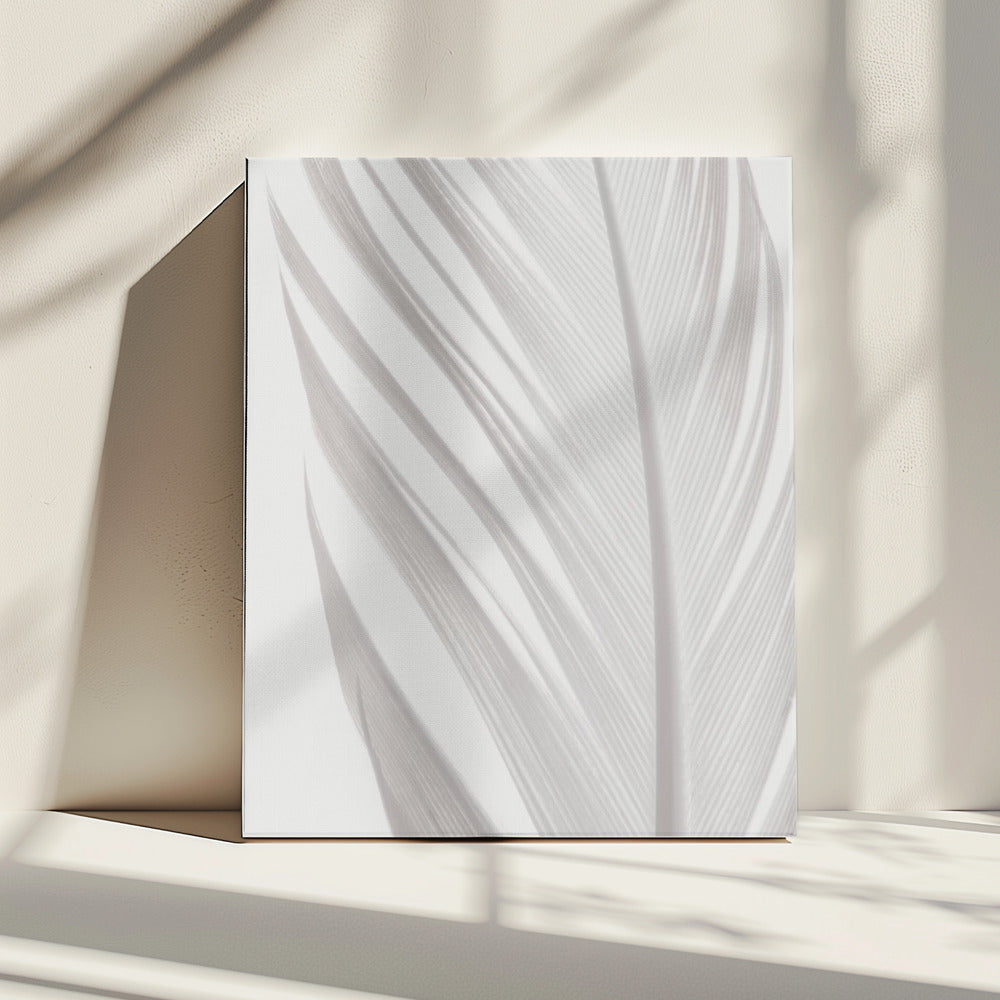 Feather_006 | Canvas