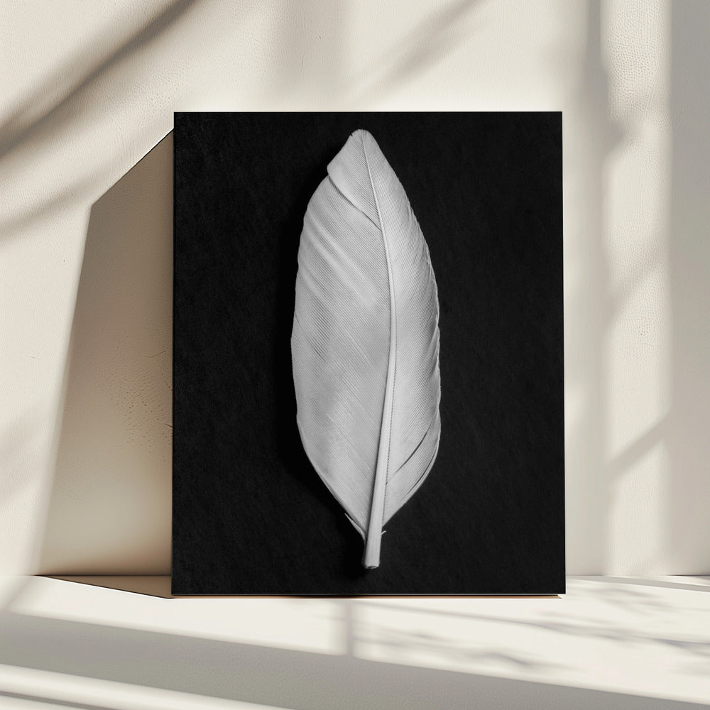 Feather_008 | Canvas