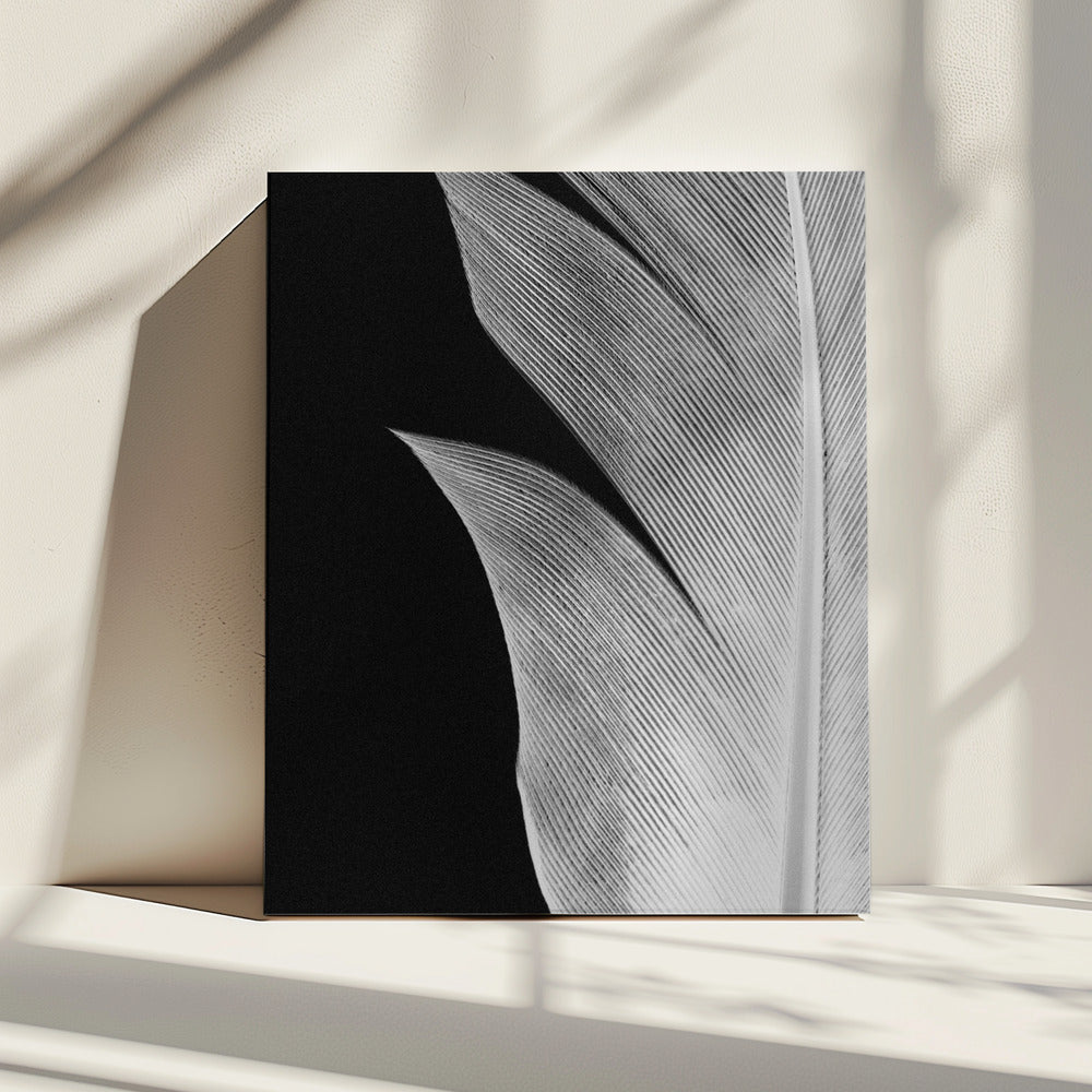 Feather_005 | Canvas
