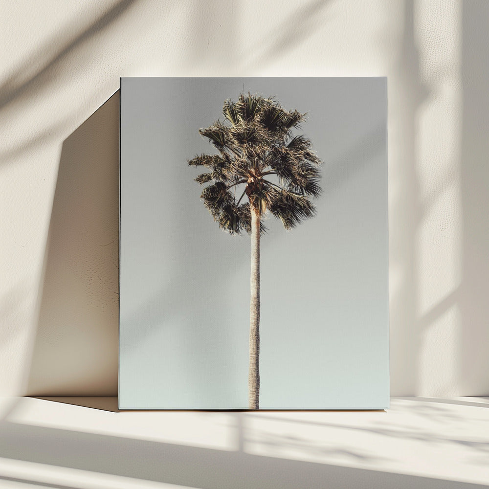 Palm_001 | Canvas
