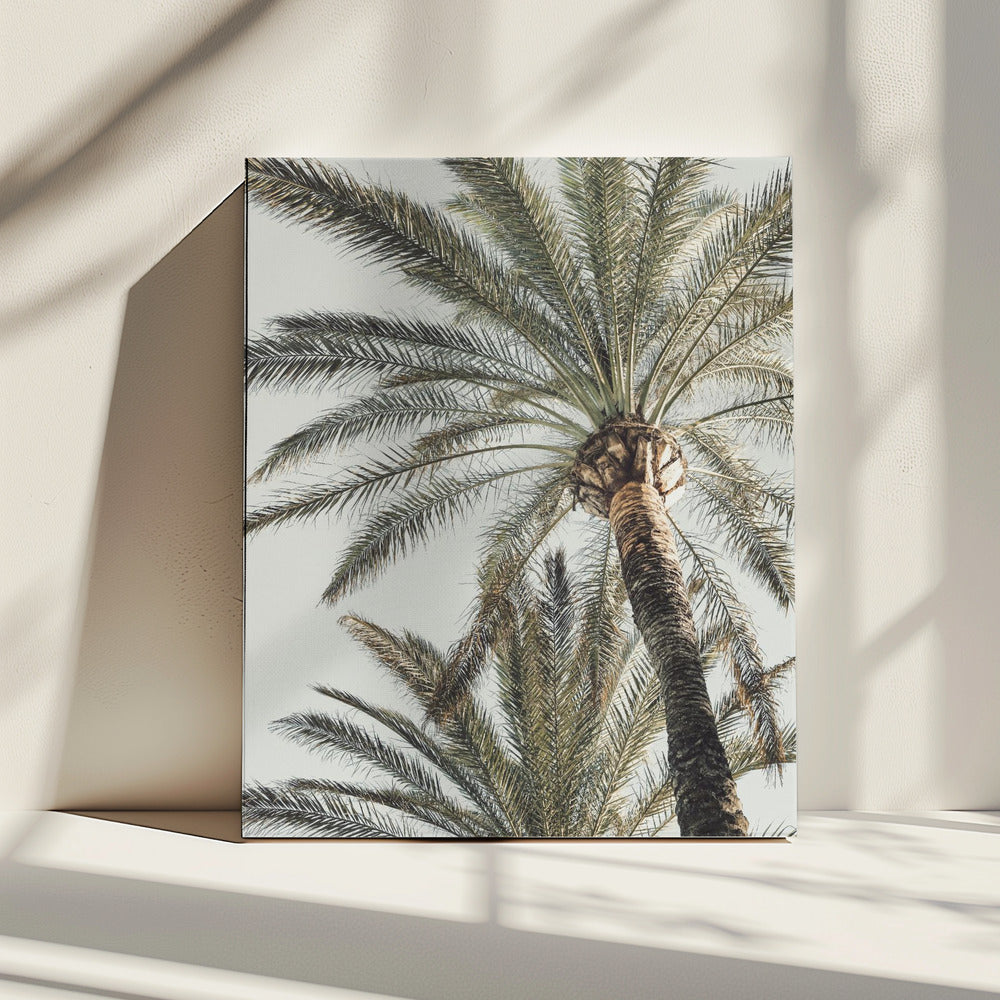 Palm_005 | Canvas