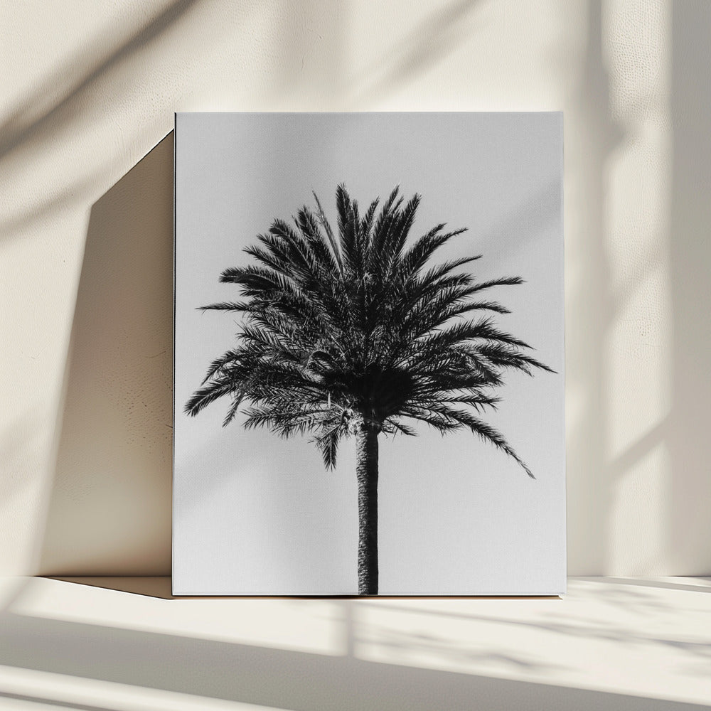 Palm_003 | Canvas