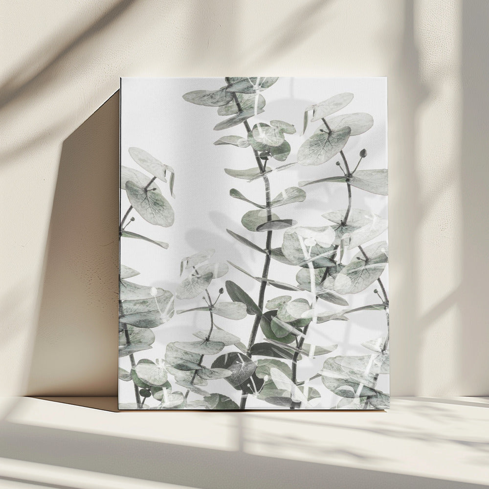 Eucalyptus_001 | Canvas