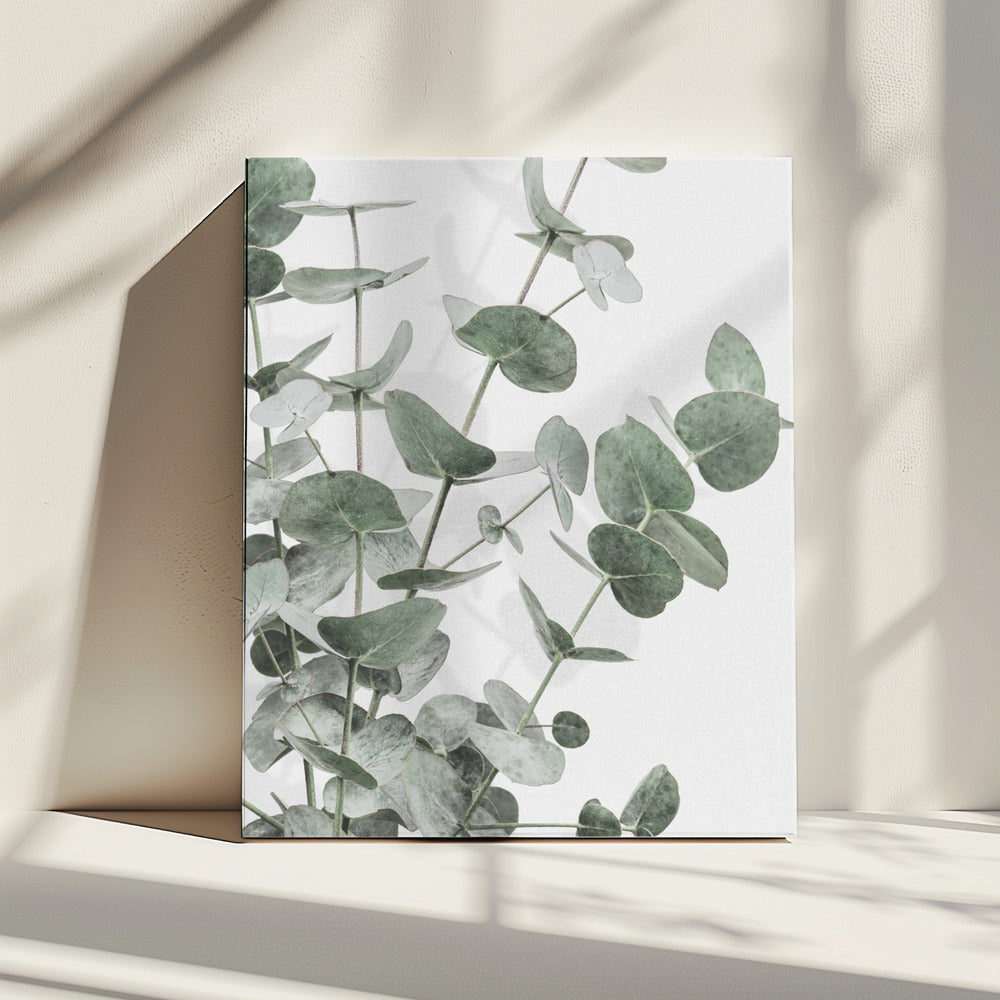 Eucalyptus_003 | Canvas