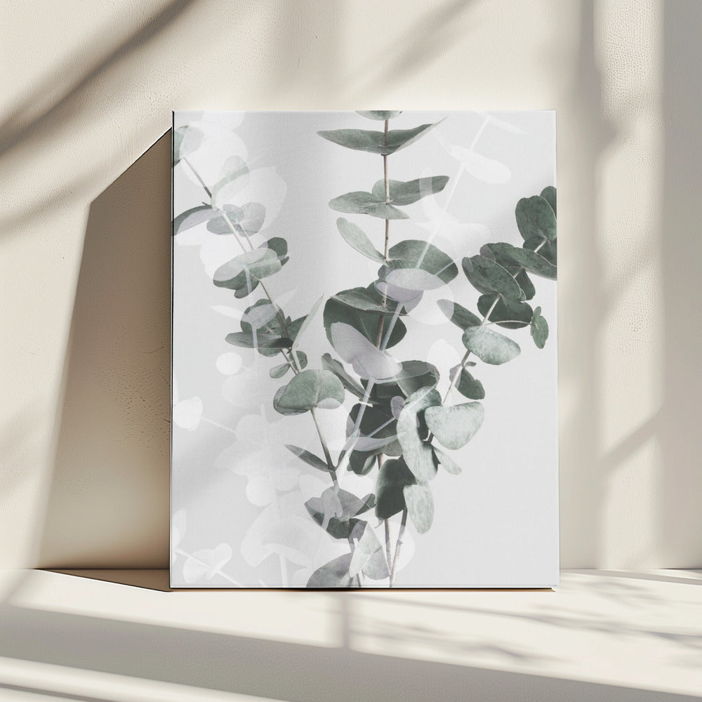 Eucalyptus_002 | Canvas
