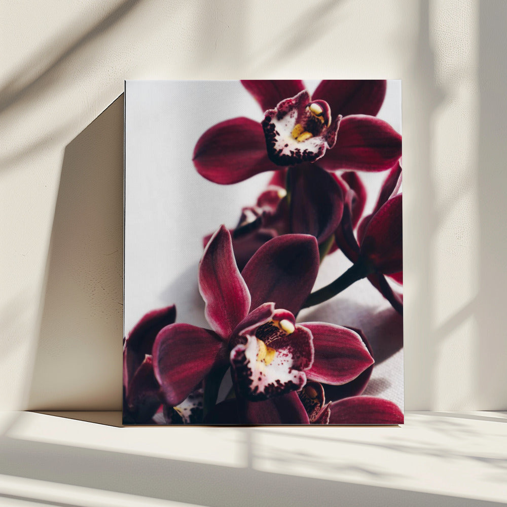 Velvet Orchid Twilight | Canvas