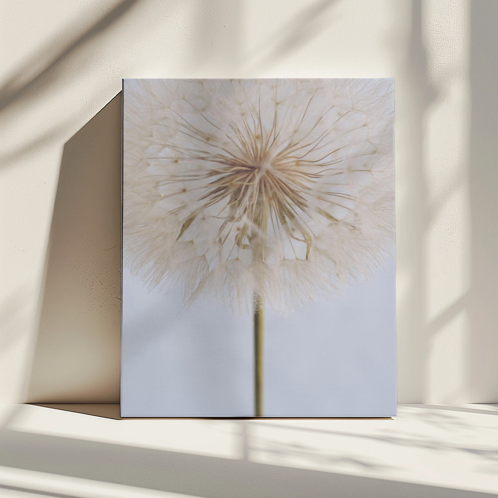 Delicate Dandelion | Canvas