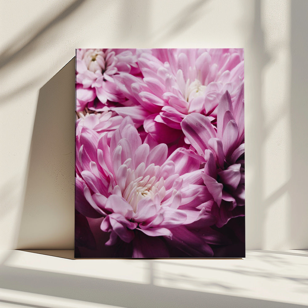 Vibrant Pink Chrysanthemums Blossoms | Canvas