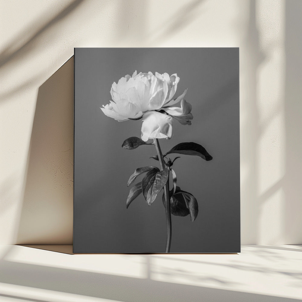 Peony BW | Canvas