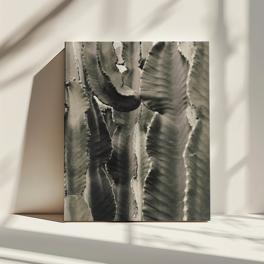Cactus_002 | Canvas
