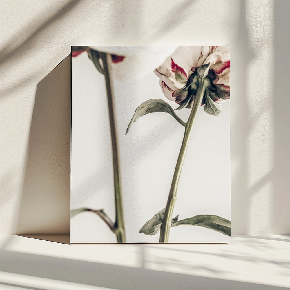 Peony 01 | Canvas