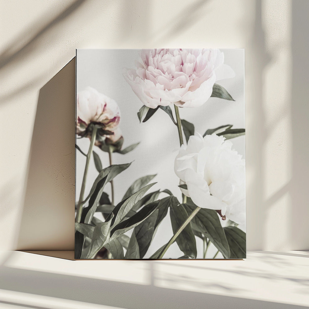 Peony 04 | Canvas