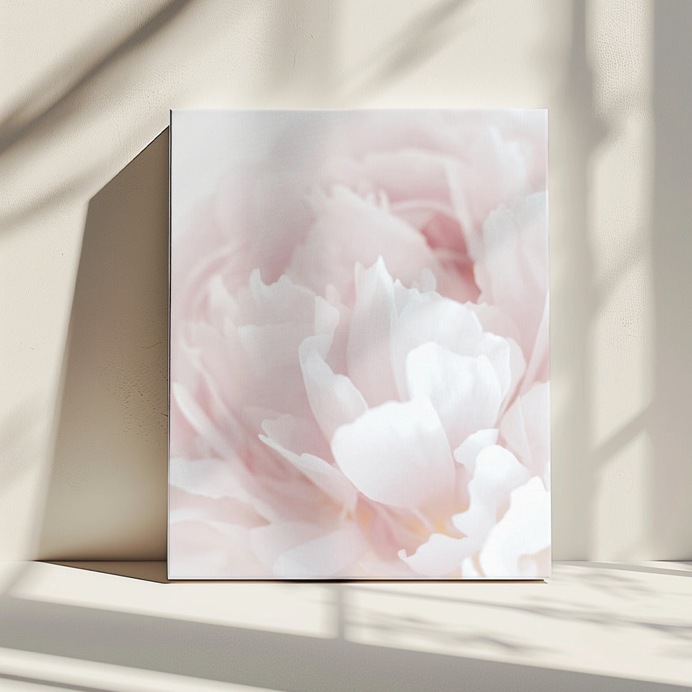 Peony 05 | Canvas