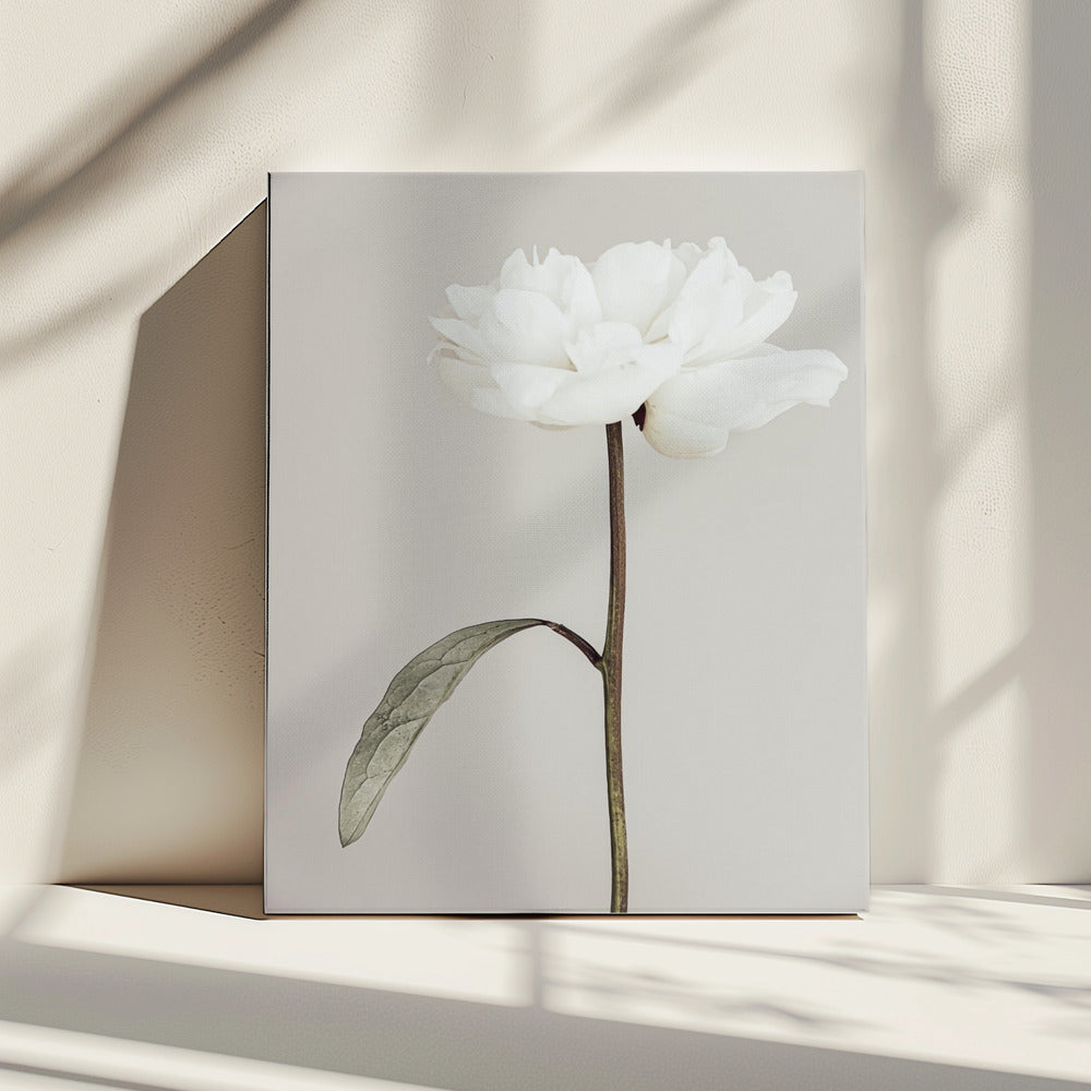 Peony 07 | Canvas