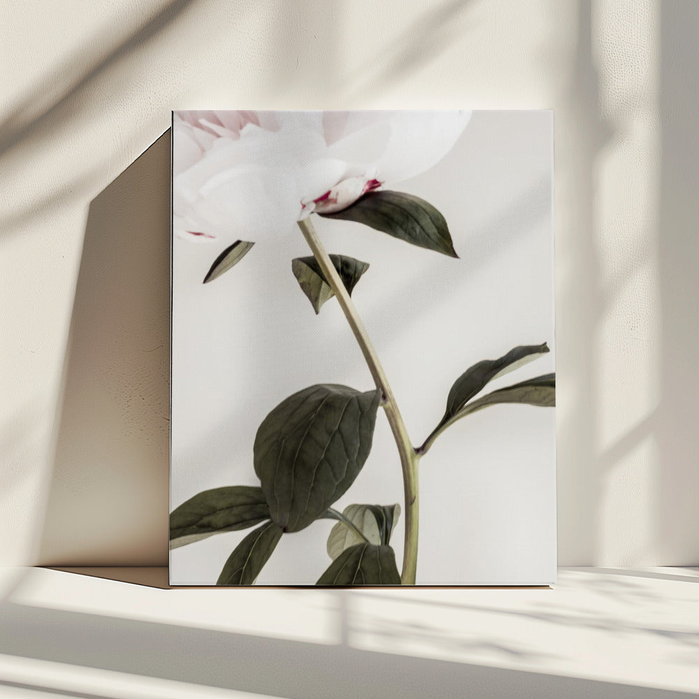 Peony 09 | Canvas