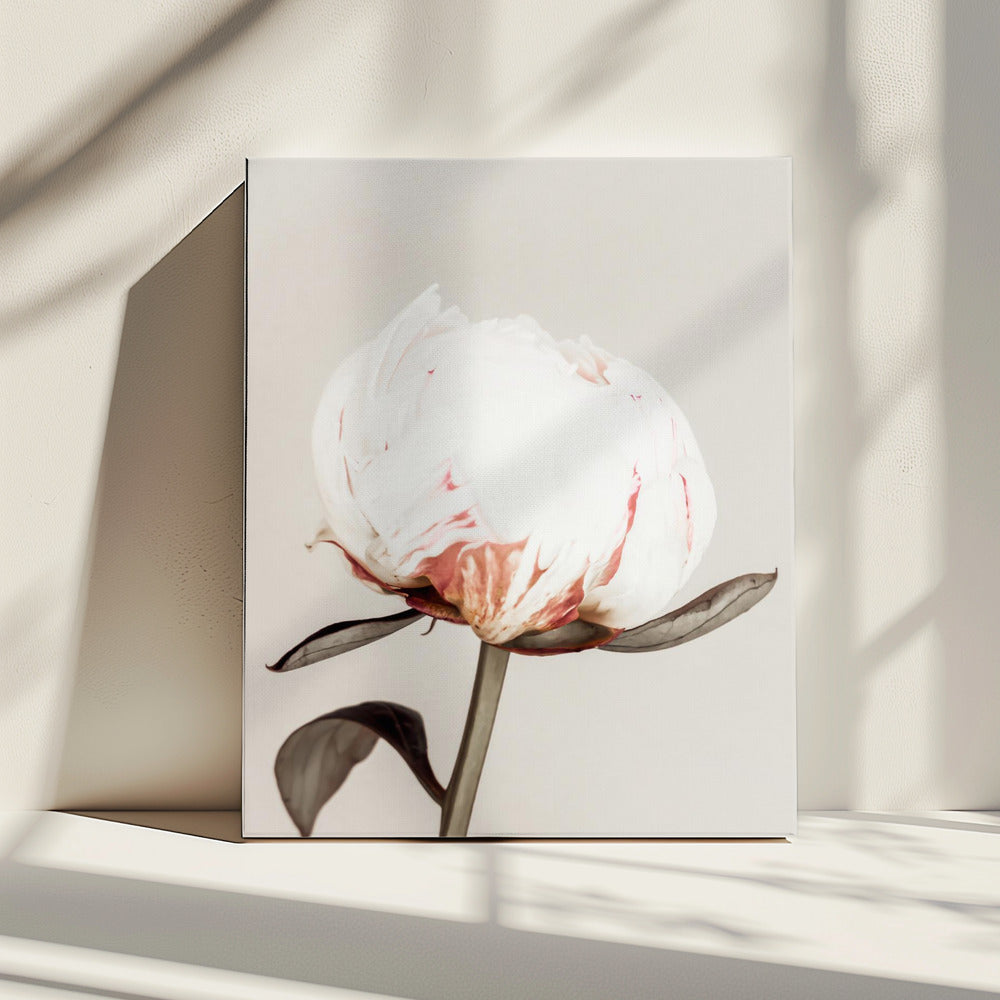 Peony 13 | Canvas