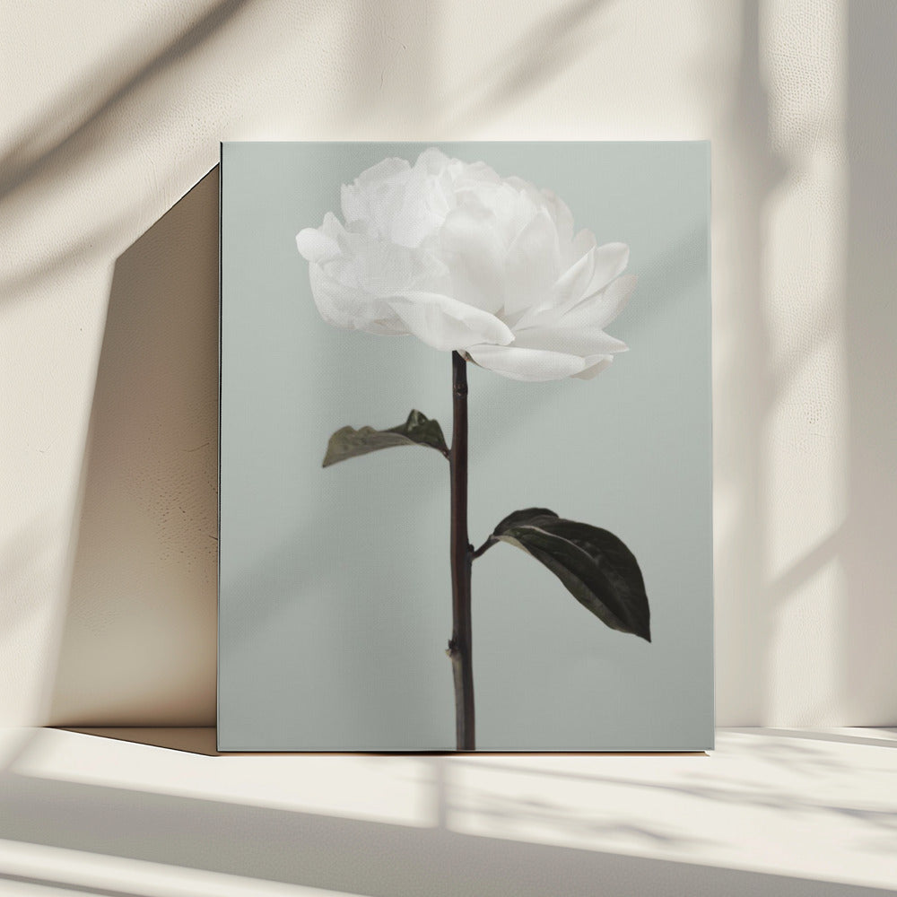 Peony 16 | Canvas
