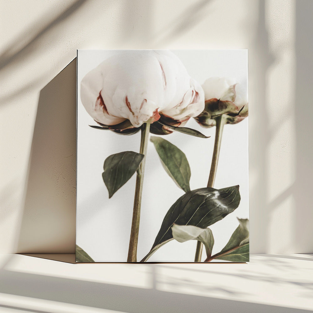 Peony 24 | Canvas