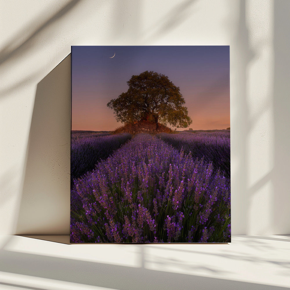 Lavender and Moon | Canvas