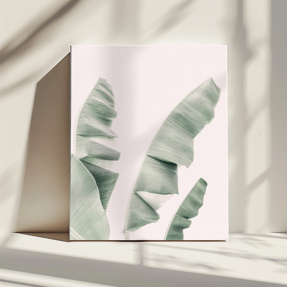 Blush Banana Leaves | Canvas