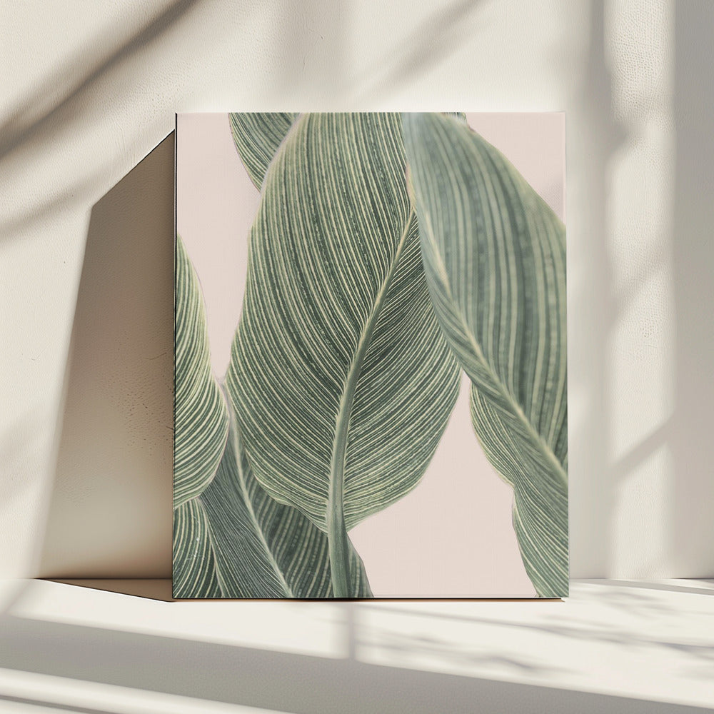 Calla Leaf | Canvas