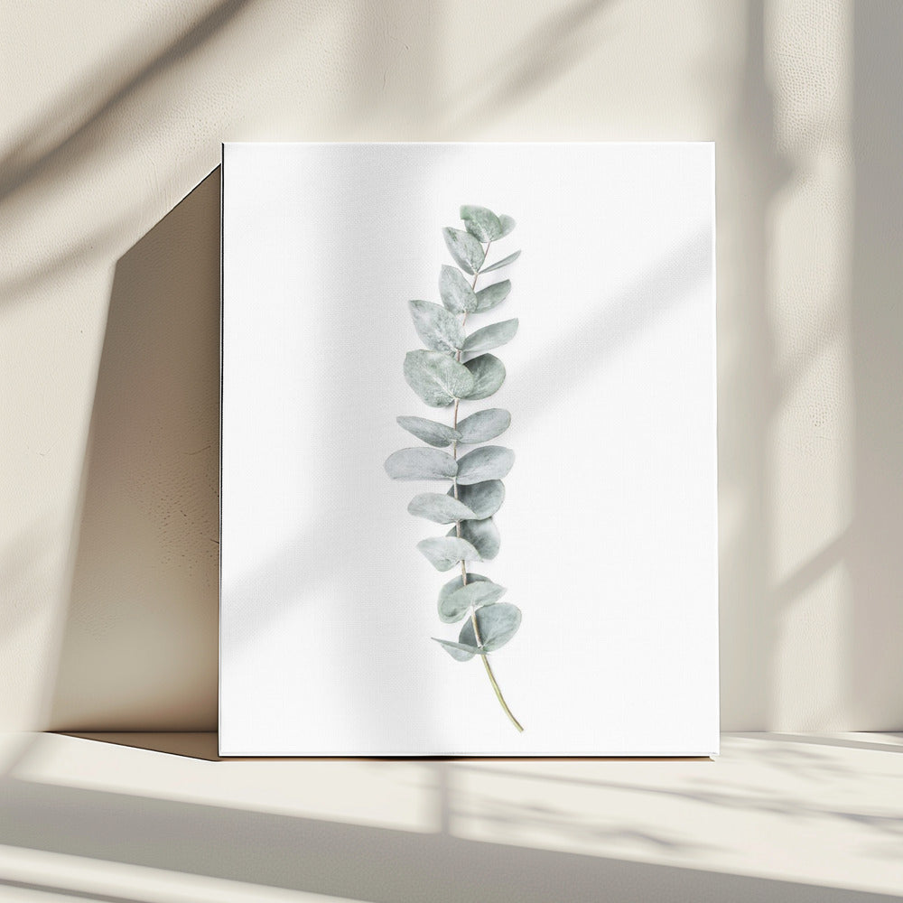 Eucalyptus II | Canvas