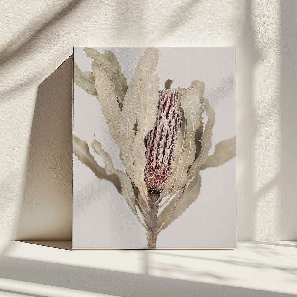 Banksia | Canvas