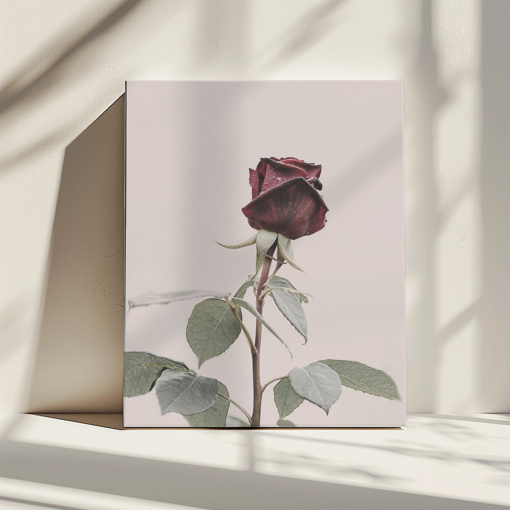 Rose | Canvas