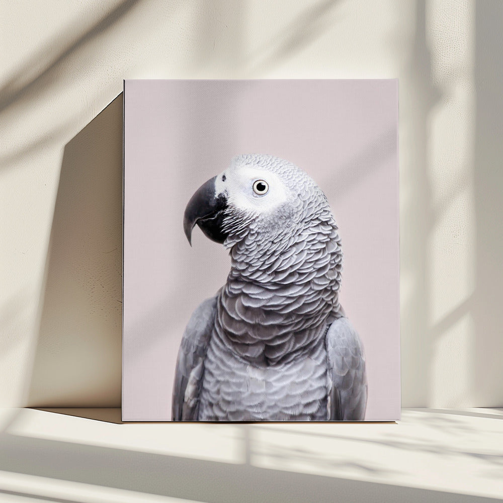African Grey | Canvas