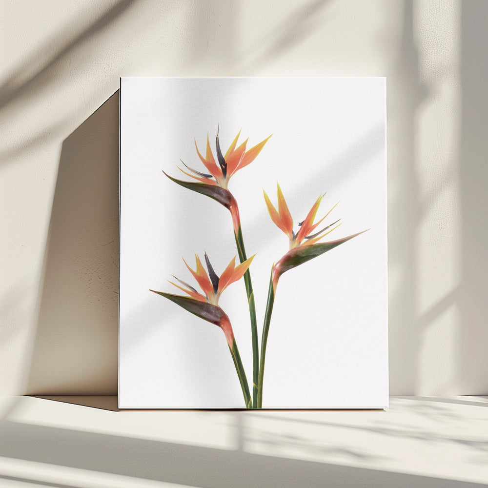 Birds of Paradise | Canvas