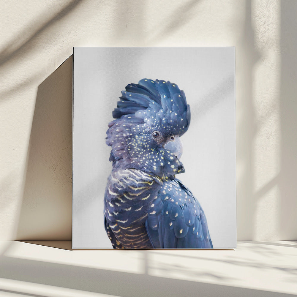 Black Cockatoo | Canvas