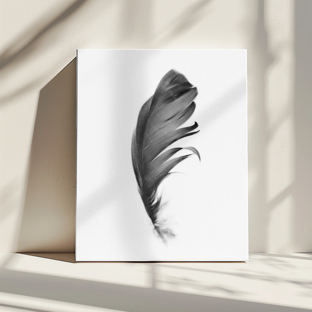 Feather | Canvas