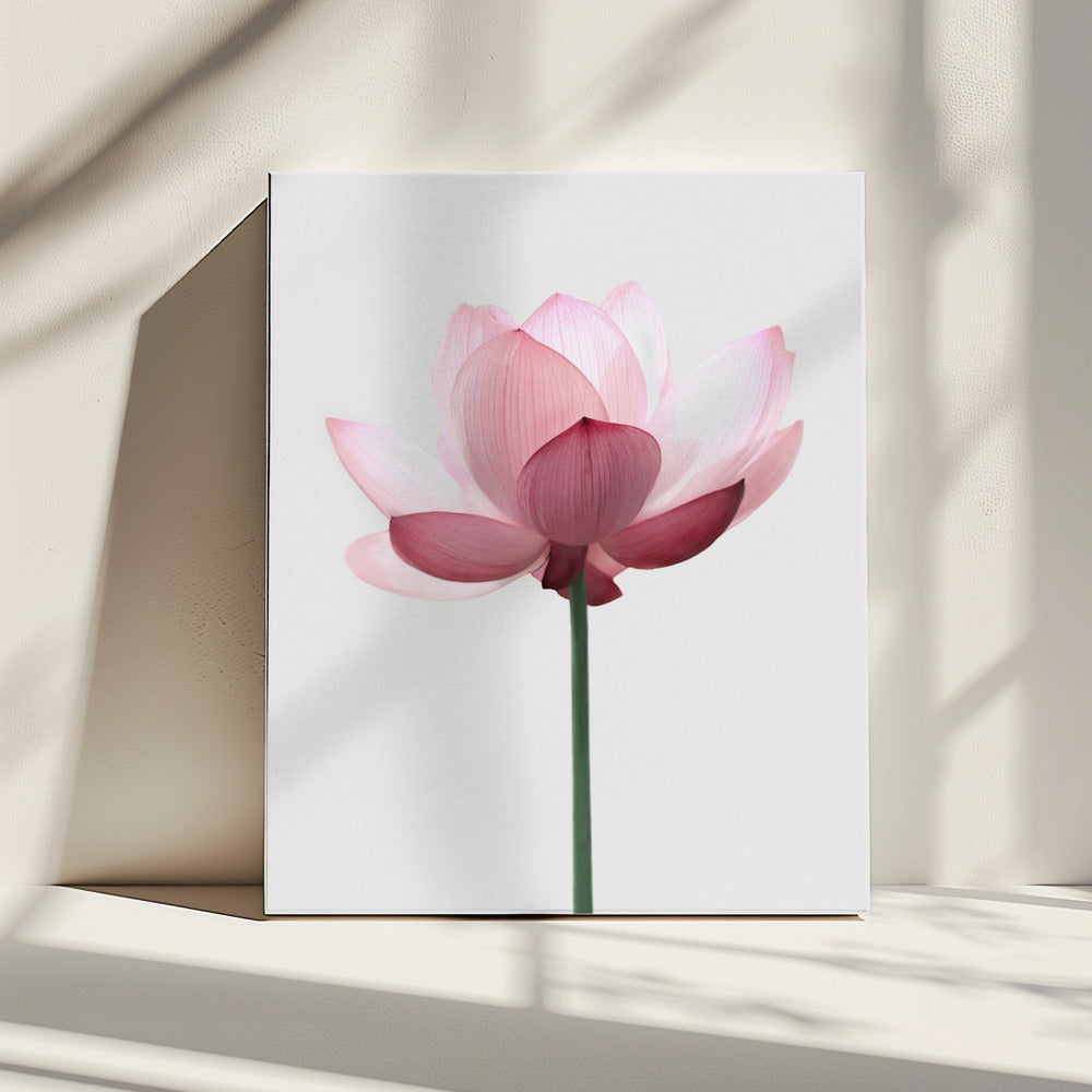Lotus Flower | Canvas