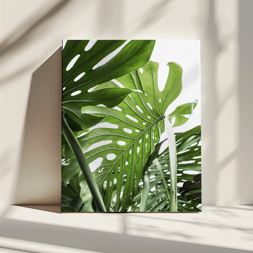 Jungle | Canvas